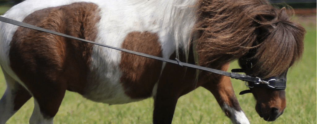 Longieren: Ein gutes Training für Ihr Pferd!